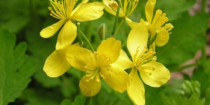 celandine herb from psoriasis on the elbow